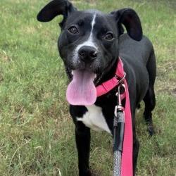 Enlarge TJ, a Adoptable American Staffordshire Terrier in San Antonio, TX image 5/6