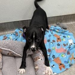 Enlarge TJ, a Adoptable American Staffordshire Terrier in San Antonio, TX image 6/6