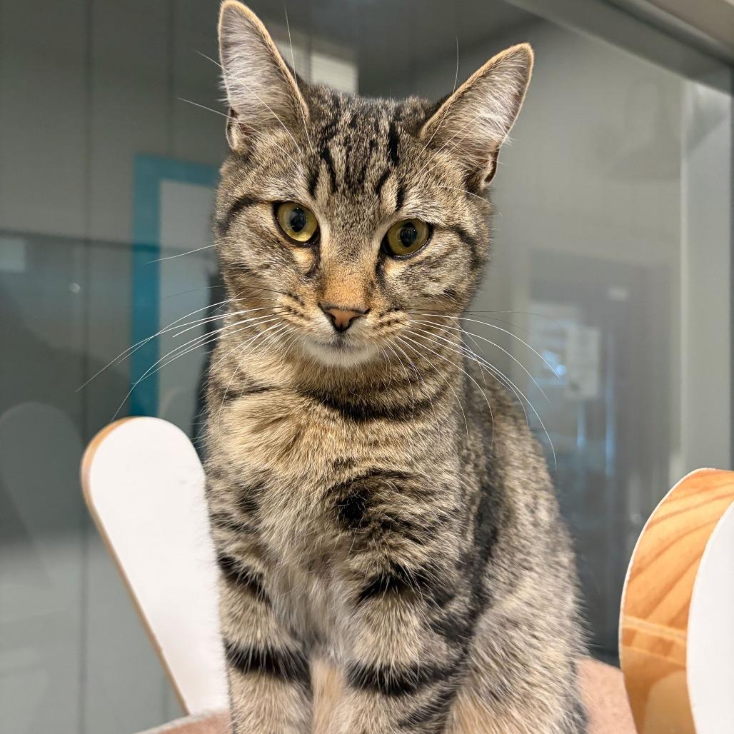 Enlarge Groovy, a Adoptable mixed breed in Louisville, KY image 1/4