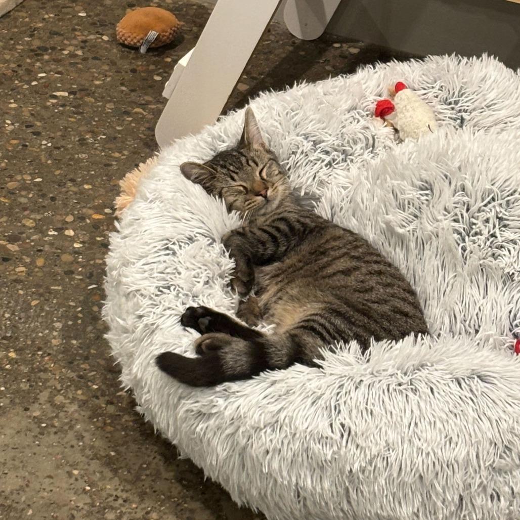 Enlarge Groovy, a Adoptable mixed breed in Louisville, KY image 2/4