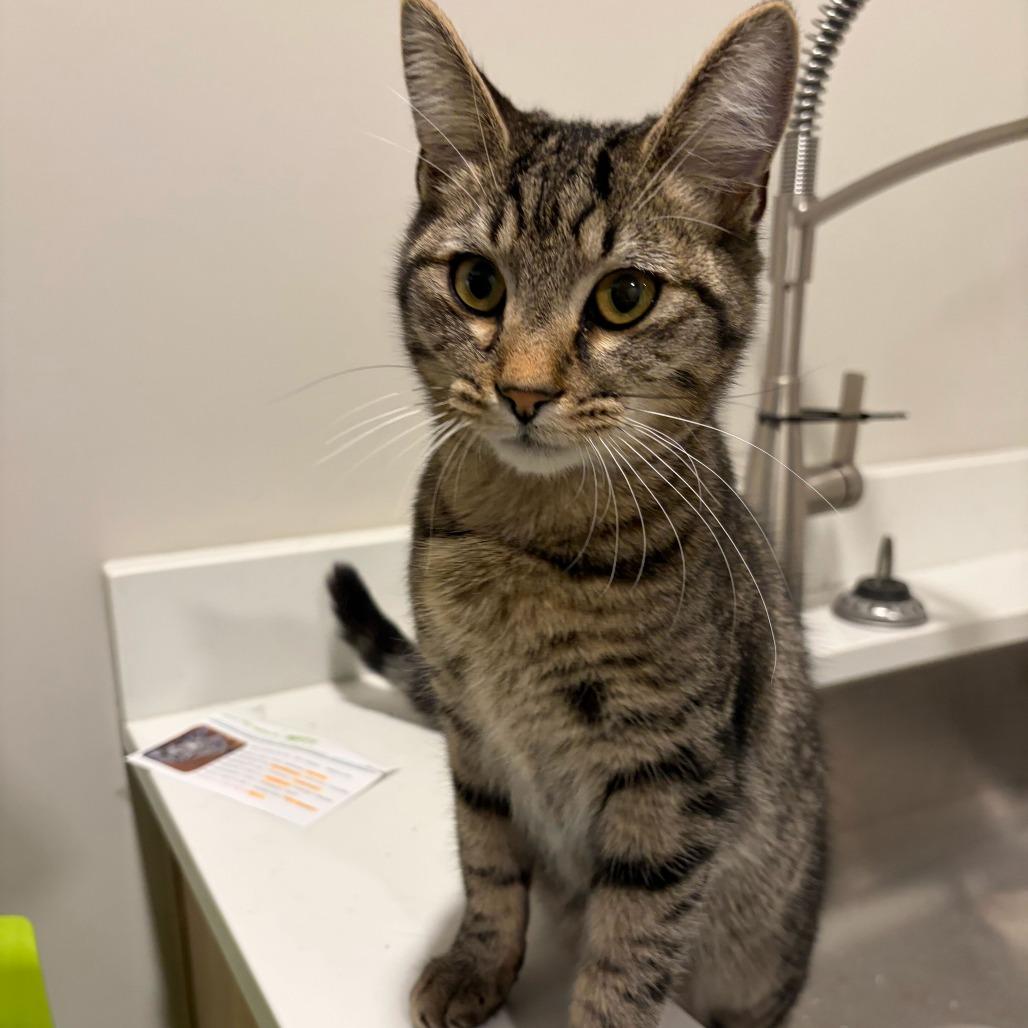 Enlarge Groovy, a Adoptable mixed breed in Louisville, KY image 3/4