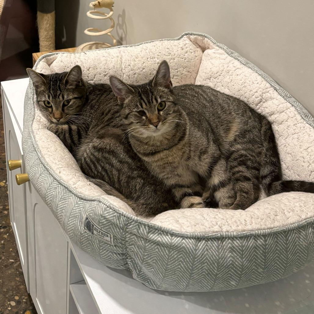 Enlarge Groovy, a Adoptable mixed breed in Louisville, KY image 4/4