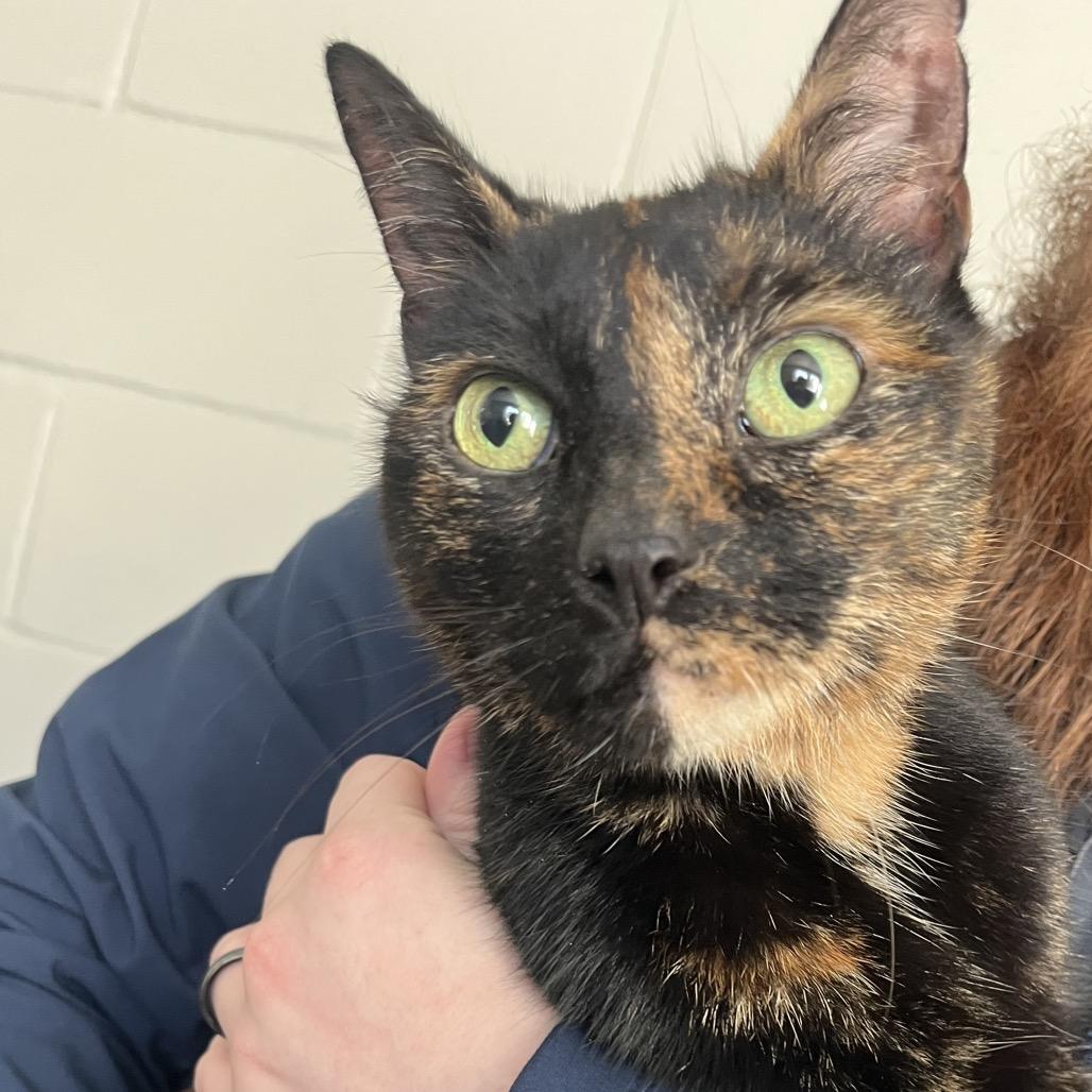 Enlarge Rosita, a Adoptable Domestic Short Hair in Richmond Hill, GA image 1/1