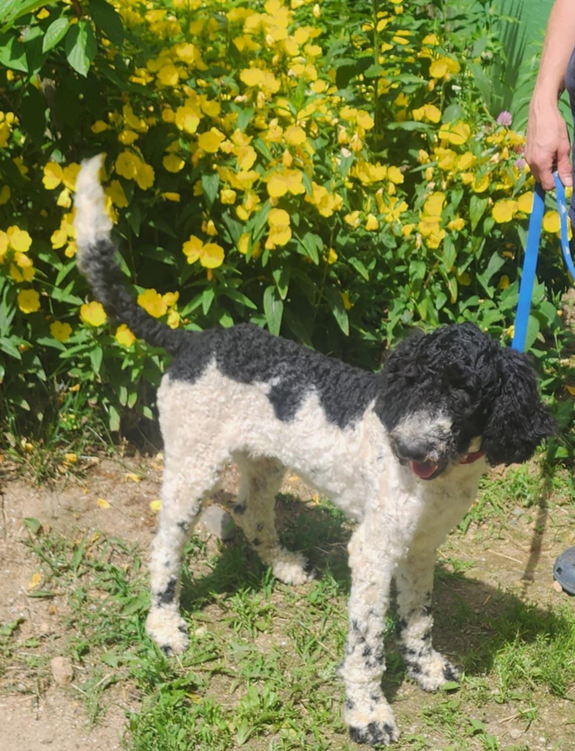 Enlarge Aspen, a Adopted Standard Poodle in Fryeburg, ME image 1/5