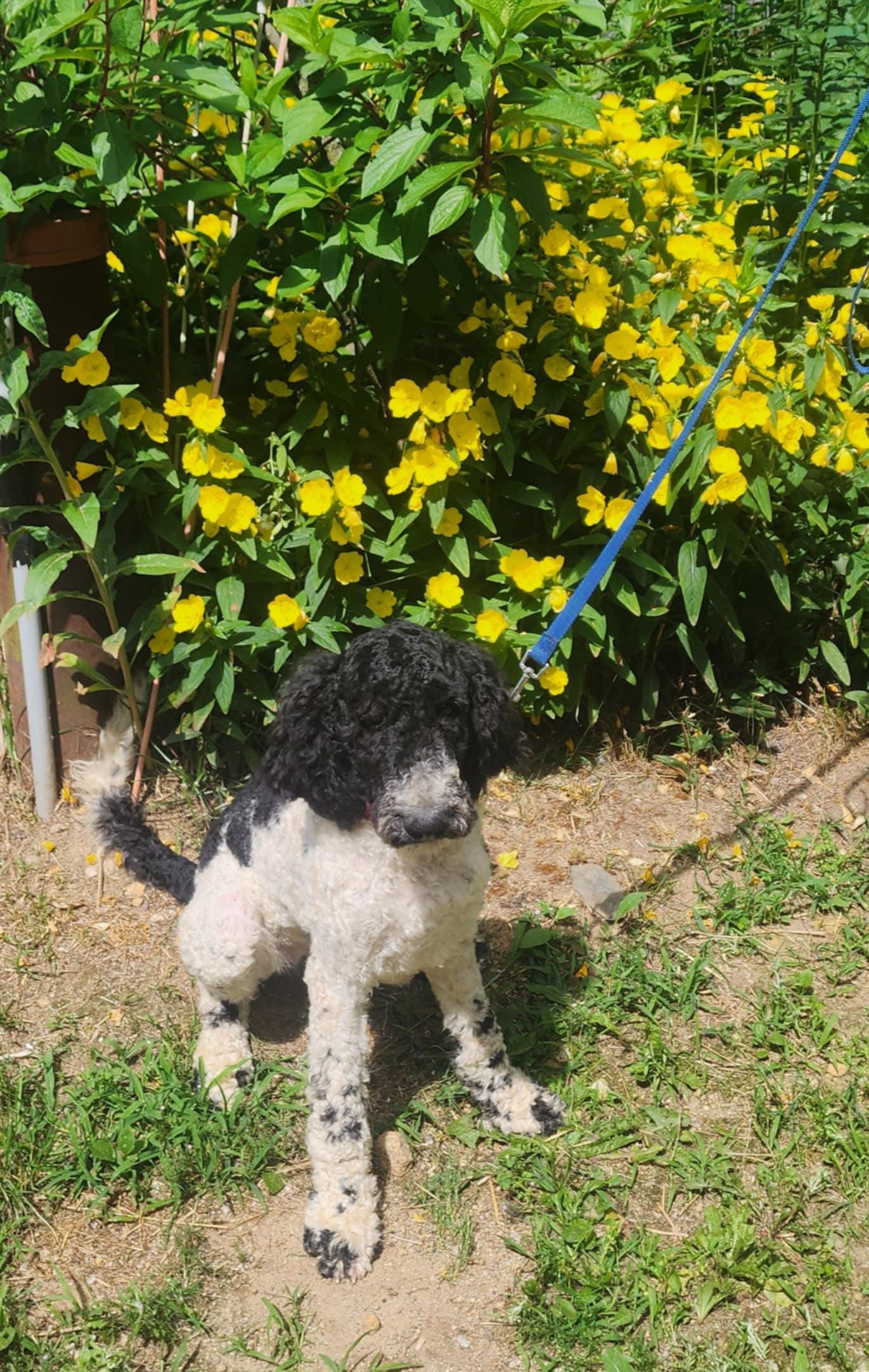 Enlarge Aspen, a Adopted Standard Poodle in Fryeburg, ME image 2/5