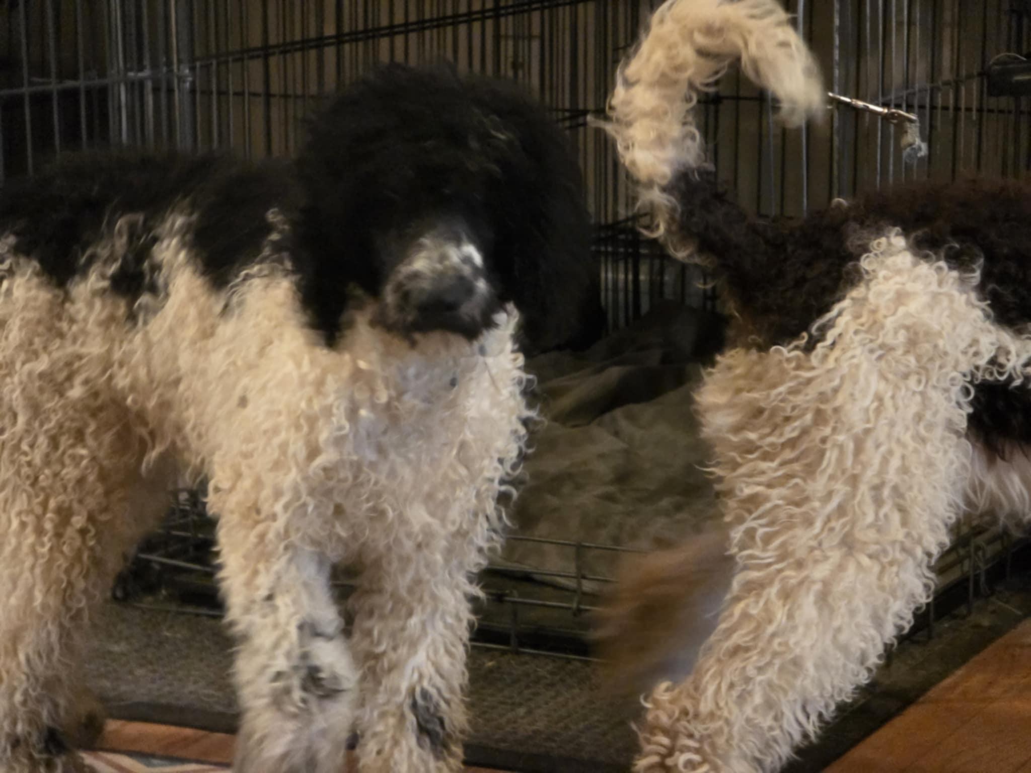 Enlarge Aspen, a Adopted Standard Poodle in Fryeburg, ME image 3/5