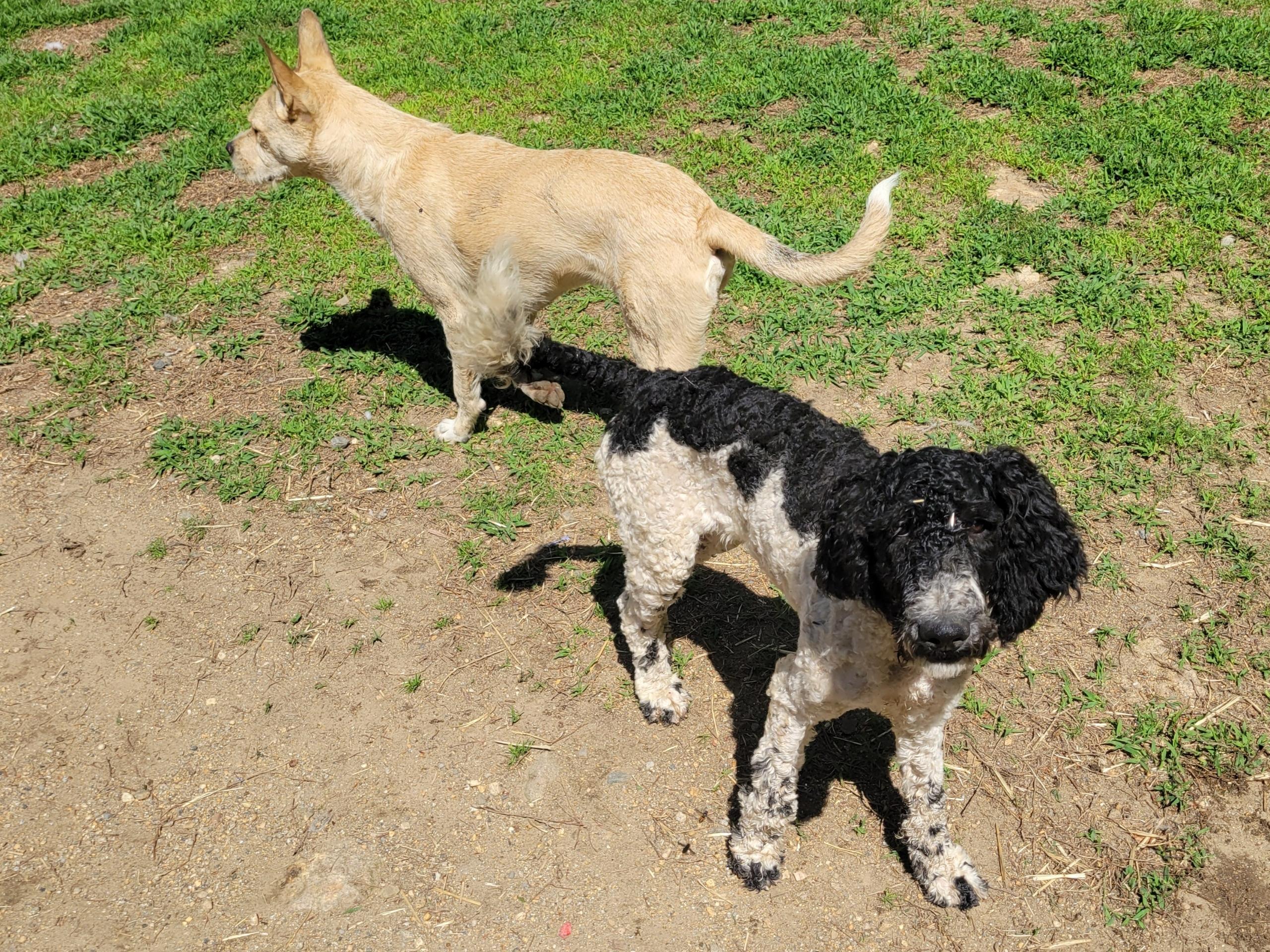 Aspen, Adopted, Puppy Male Standard Poodle.