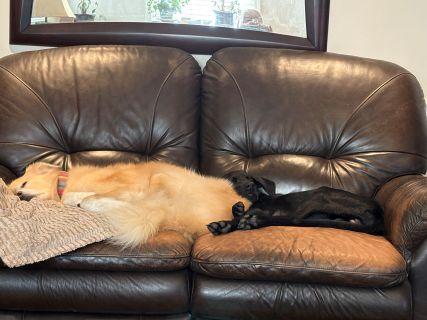 Enlarge Clyde, a Adoptable mixed breed in Schaumburg, IL image 2/6