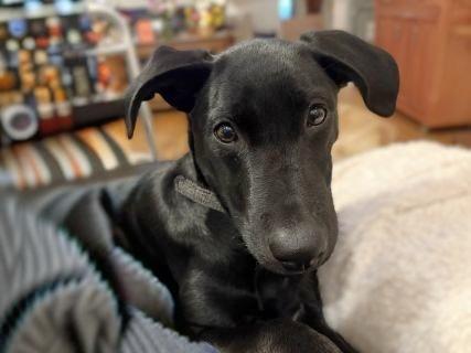 Enlarge Clyde, a Adoptable mixed breed in Schaumburg, IL image 5/6