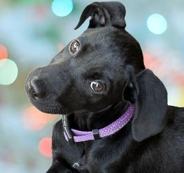 Enlarge Clyde, a Adoptable mixed breed in Schaumburg, IL image 1/6