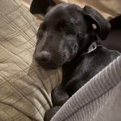 Enlarge Clyde, a Adoptable mixed breed in Schaumburg, IL image 3/6