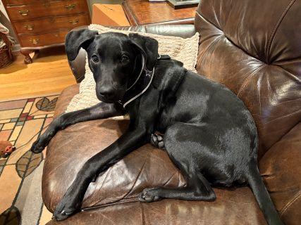 Enlarge Clyde, a Adoptable mixed breed in Schaumburg, IL image 3/6