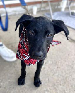 Enlarge Clyde, a Adoptable mixed breed in Schaumburg, IL image 4/6