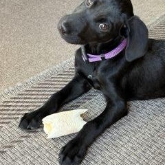 Enlarge Clyde, a Adoptable mixed breed in Schaumburg, IL image 5/6