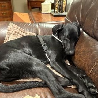 Enlarge Clyde, a Adoptable mixed breed in Schaumburg, IL image 4/6