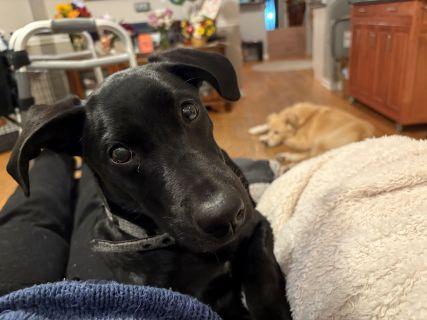 Enlarge Clyde, a Adoptable mixed breed in Schaumburg, IL image 6/6