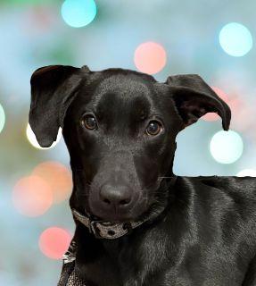 Clyde, Adoptable, Puppy Male Black Labrador Retriever.