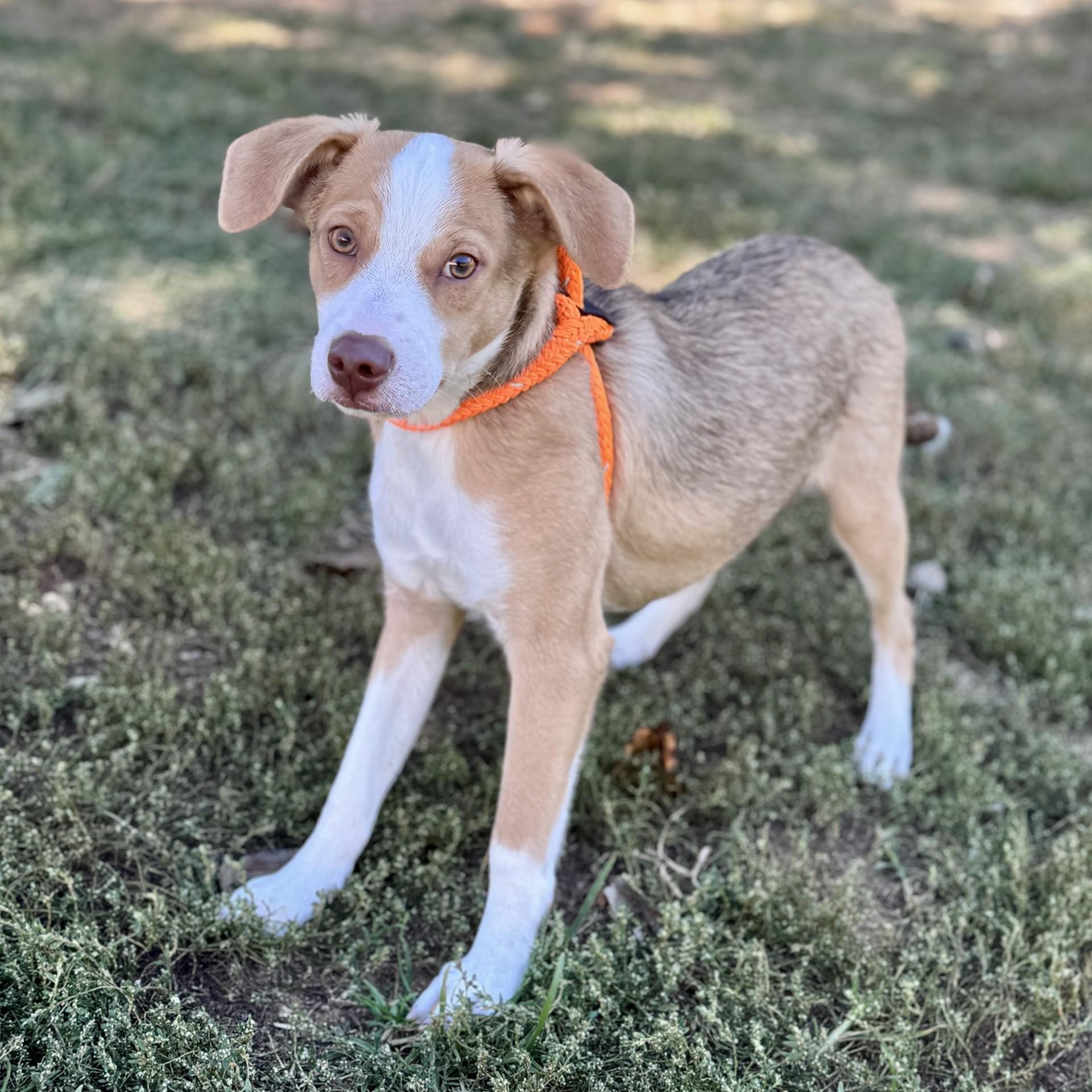 Benedict Bridgerton (CONC-A-8835)