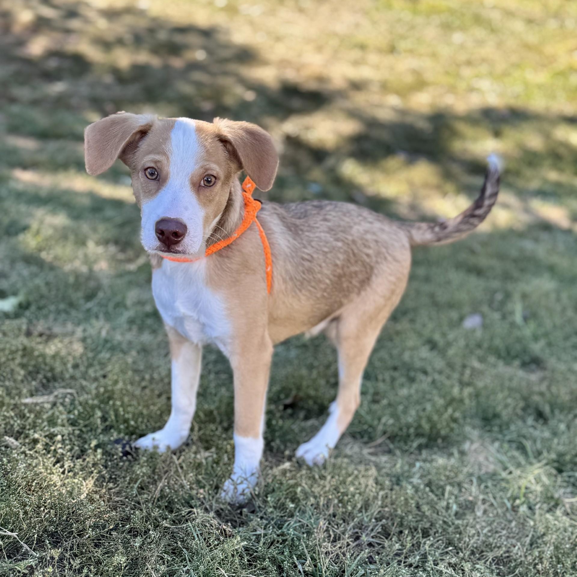 Benedict Bridgerton (CONC-A-8835)