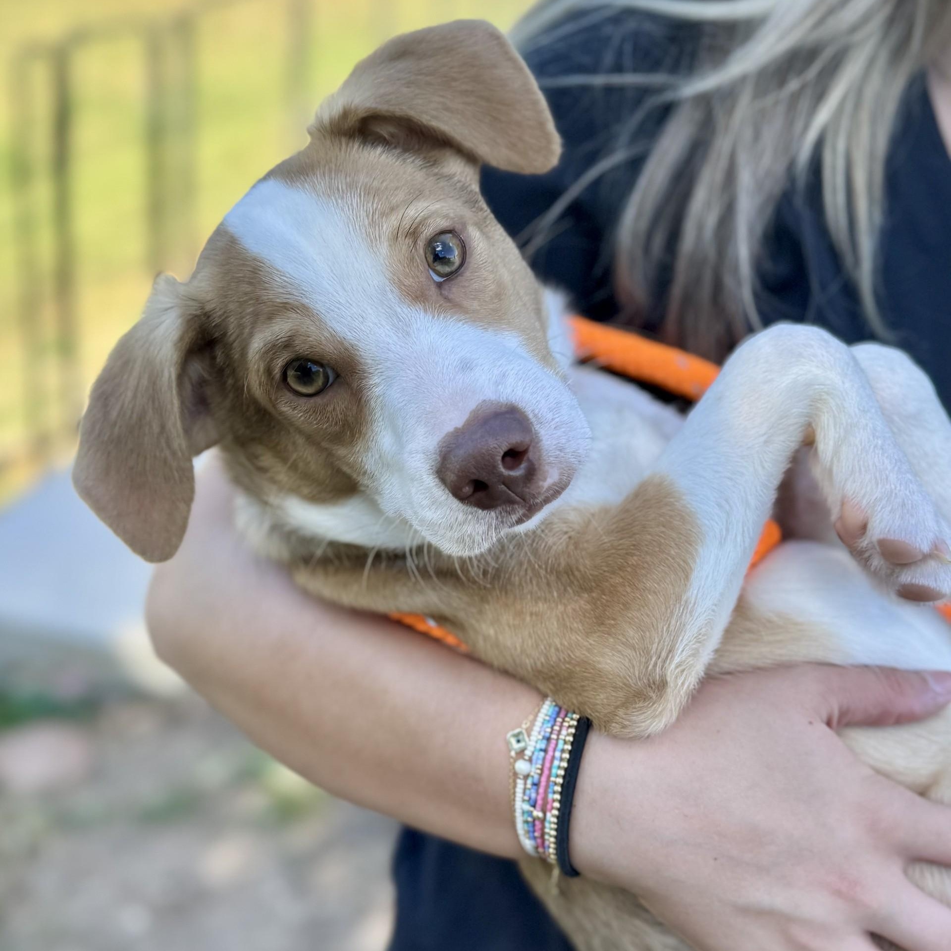 Benedict Bridgerton (CONC-A-8835)