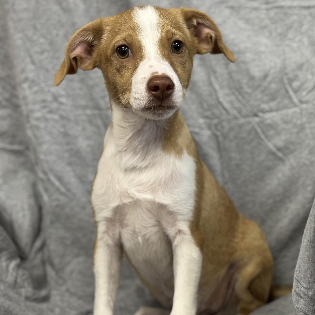 Benedict Bridgerton (CONC-A-8835)