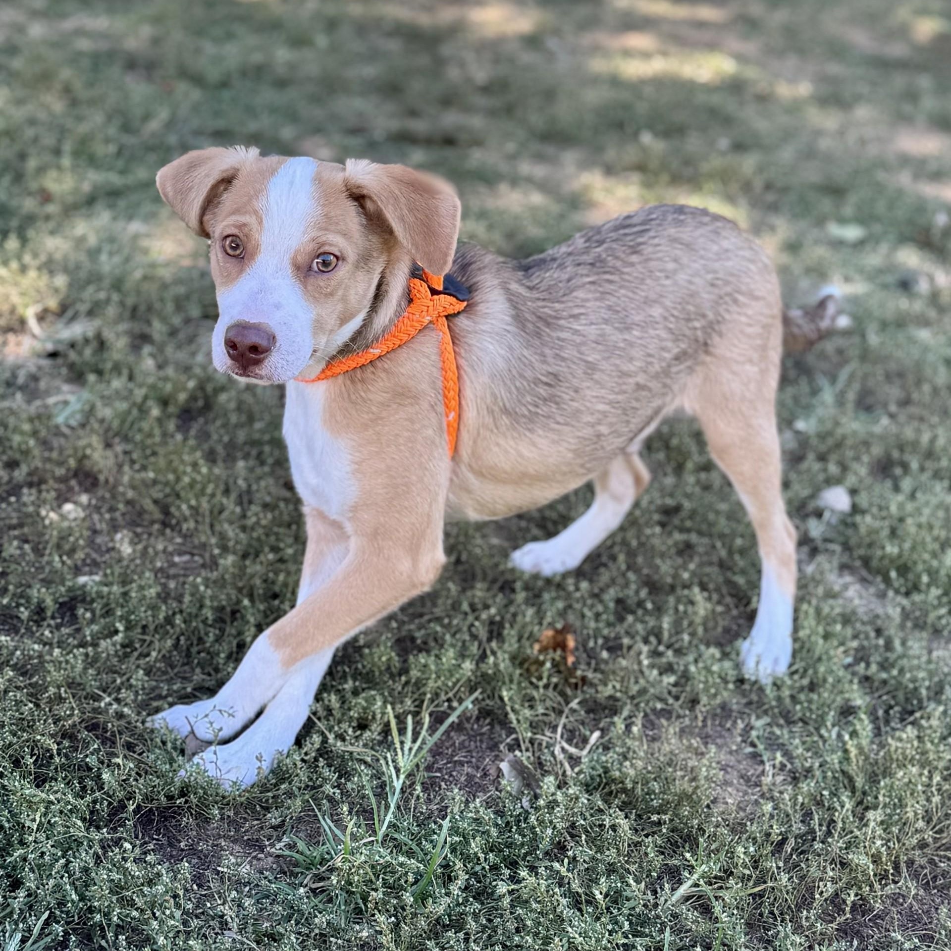 Benedict Bridgerton (CONC-A-8835)