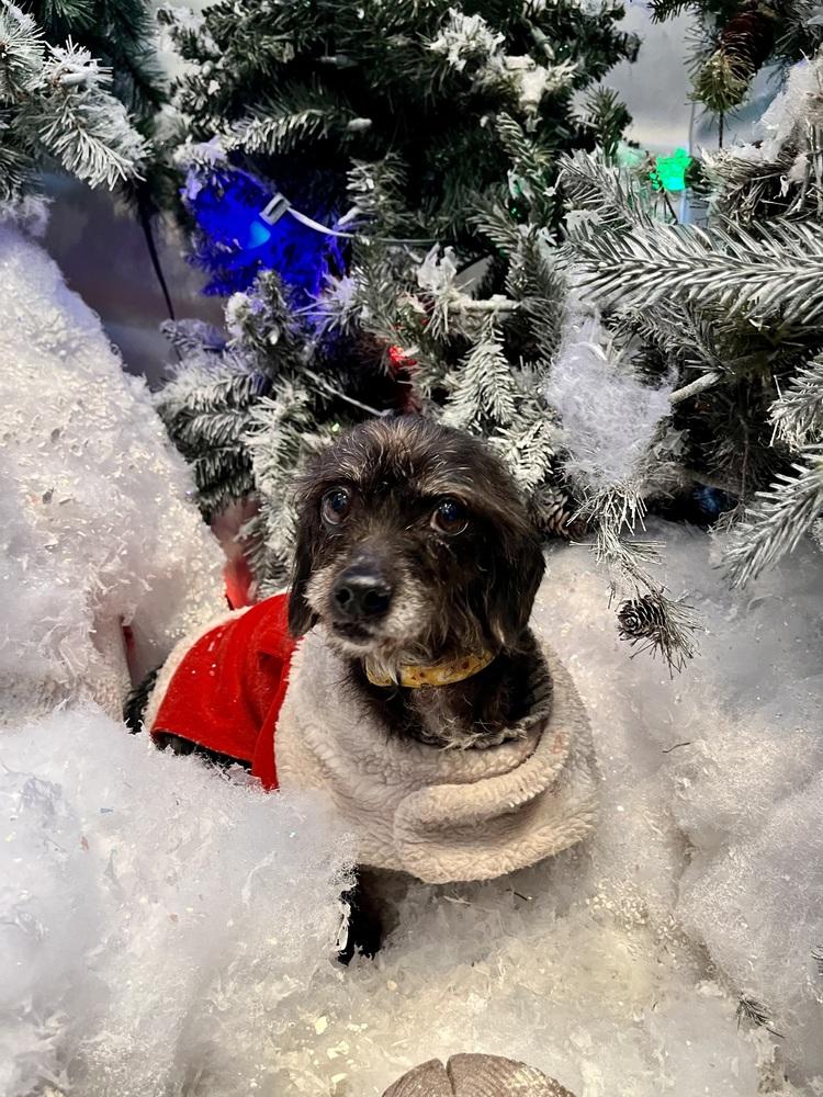 Winnie, Adoptable, Adult Female Terrier & Dachshund.