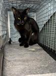 Penelope, Adoptable, Adult Female Domestic Short Hair.