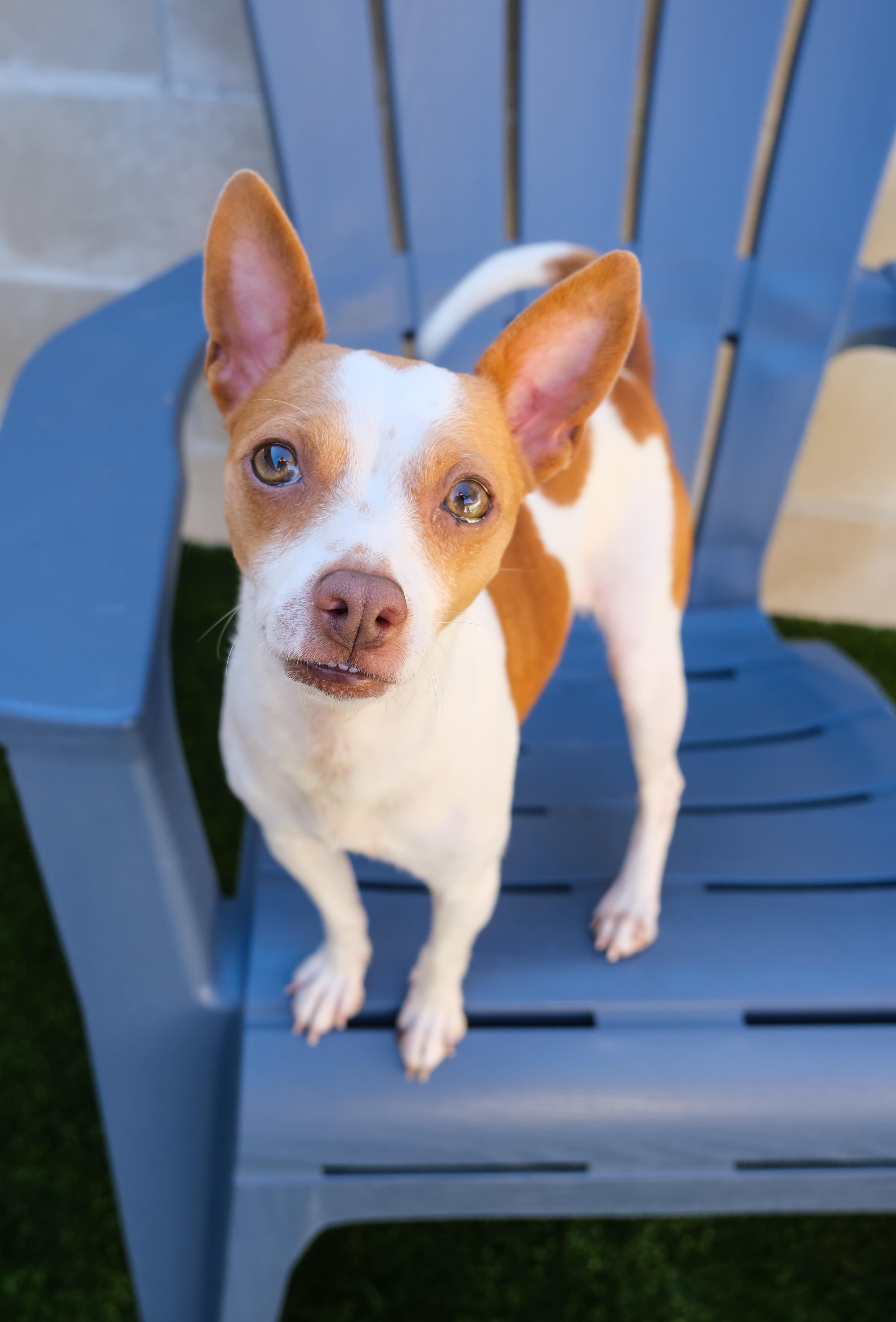 Enlarge Ella, a ADOPTABLE mixed breed in Newport Beach, CA image 3/3