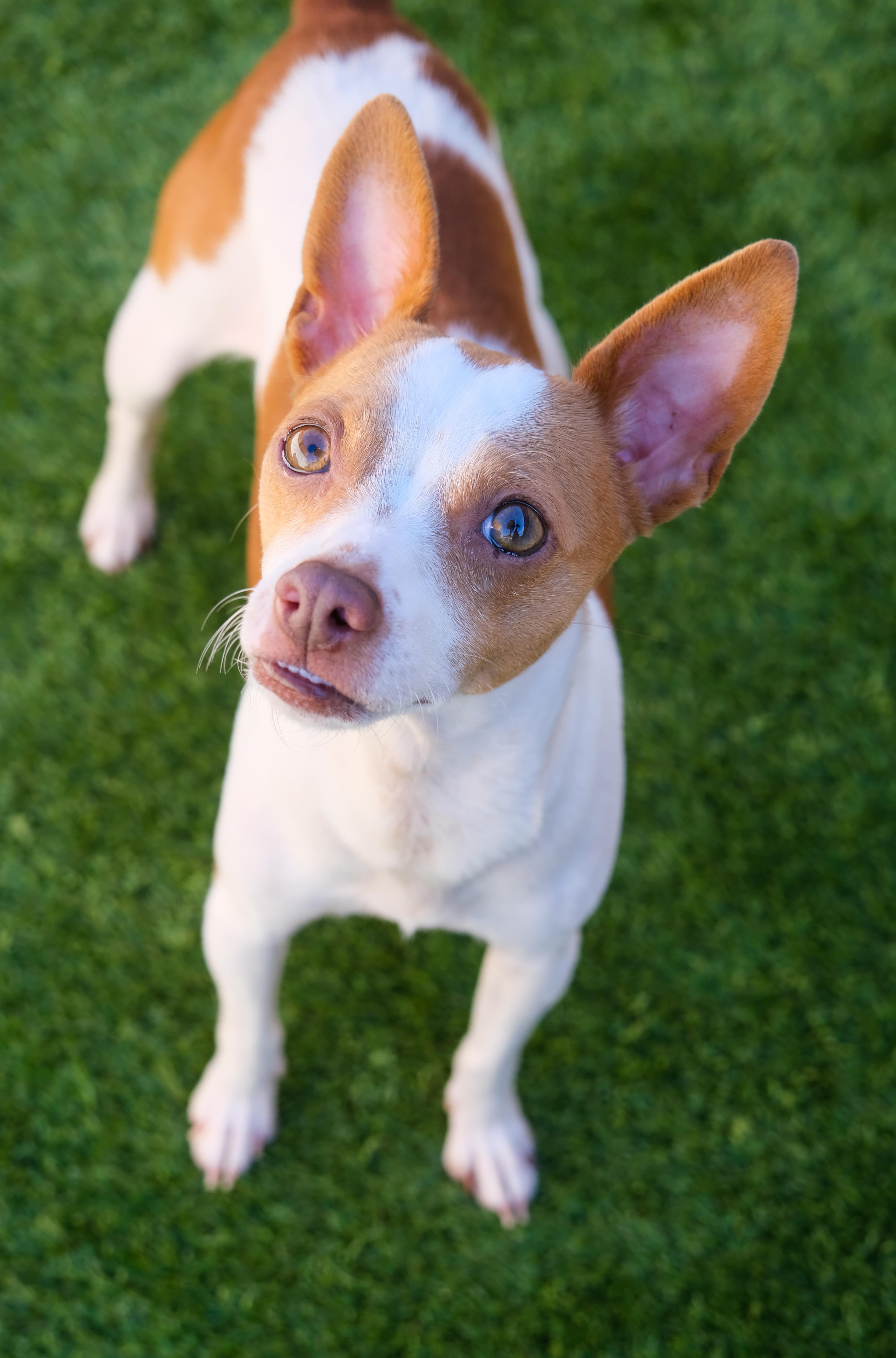 Enlarge Ella, a ADOPTABLE mixed breed in Newport Beach, CA image 1/3