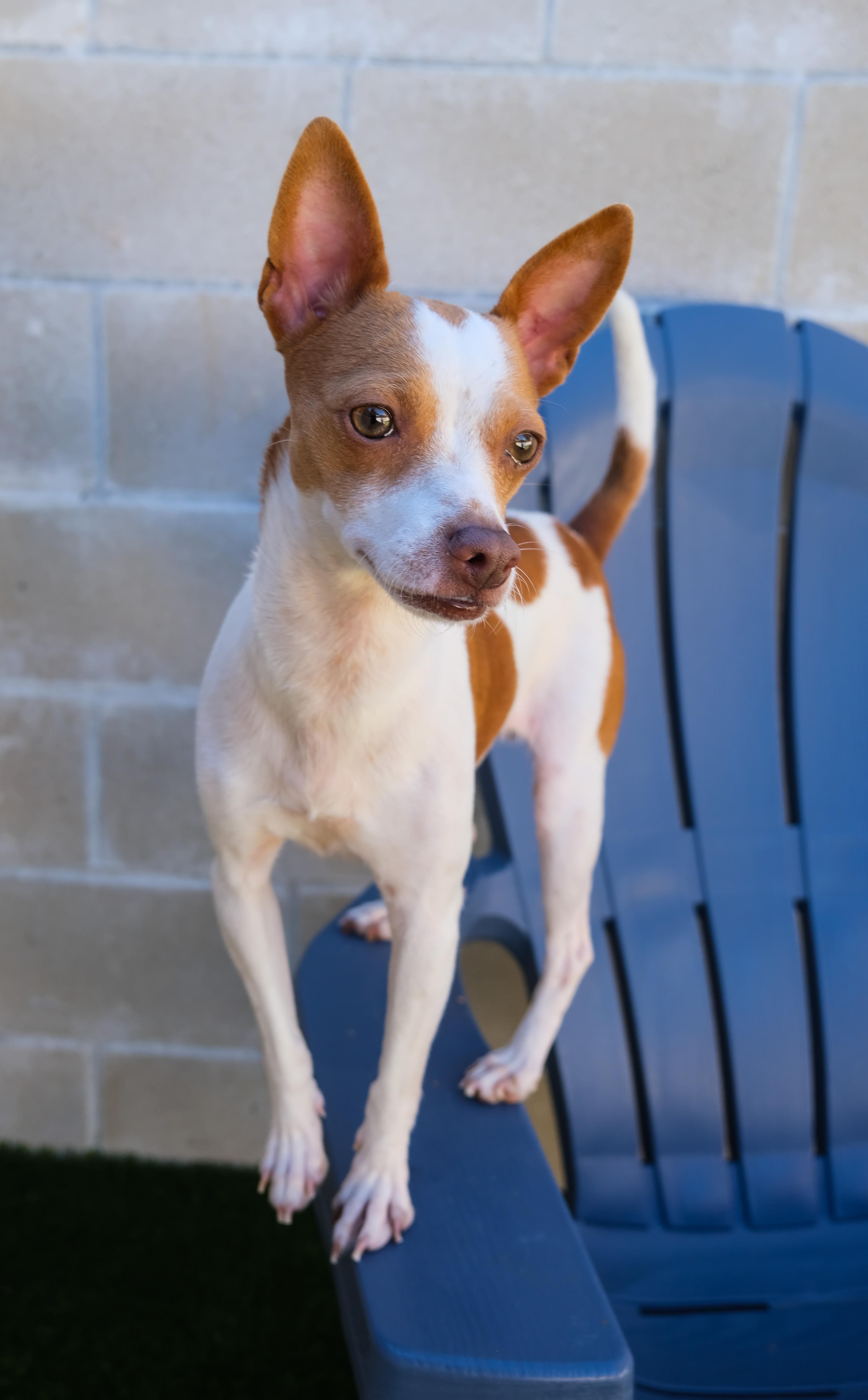 Enlarge Ella, a ADOPTABLE mixed breed in Newport Beach, CA image 2/3