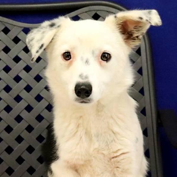 Enlarge Missy, a Adoptable mixed breed in Midland, TX image 1/2