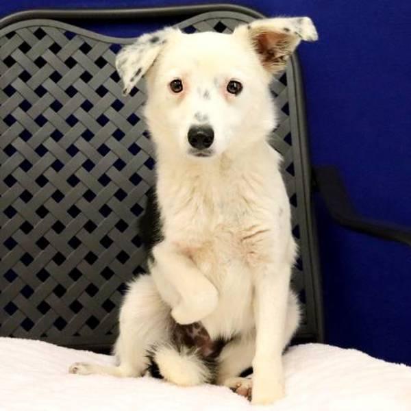 Enlarge Missy, a Adoptable mixed breed in Midland, TX image 2/2