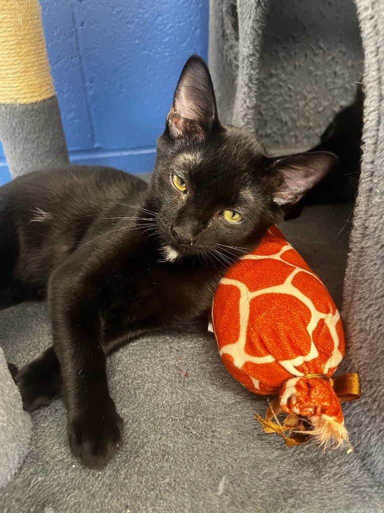 Louis, Adopted, Kitten Male Domestic Short Hair.