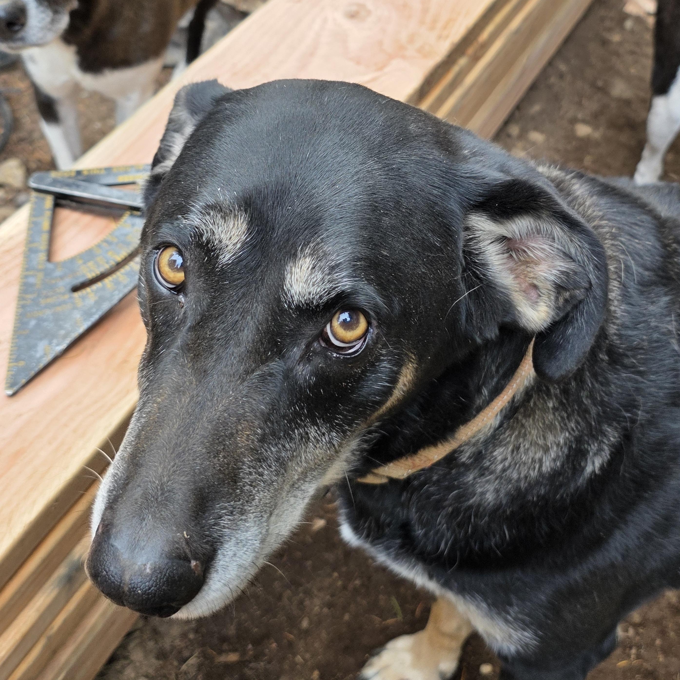 Enlarge Flokie, an adopted mixed breed in Vancouver, WA image 3/4