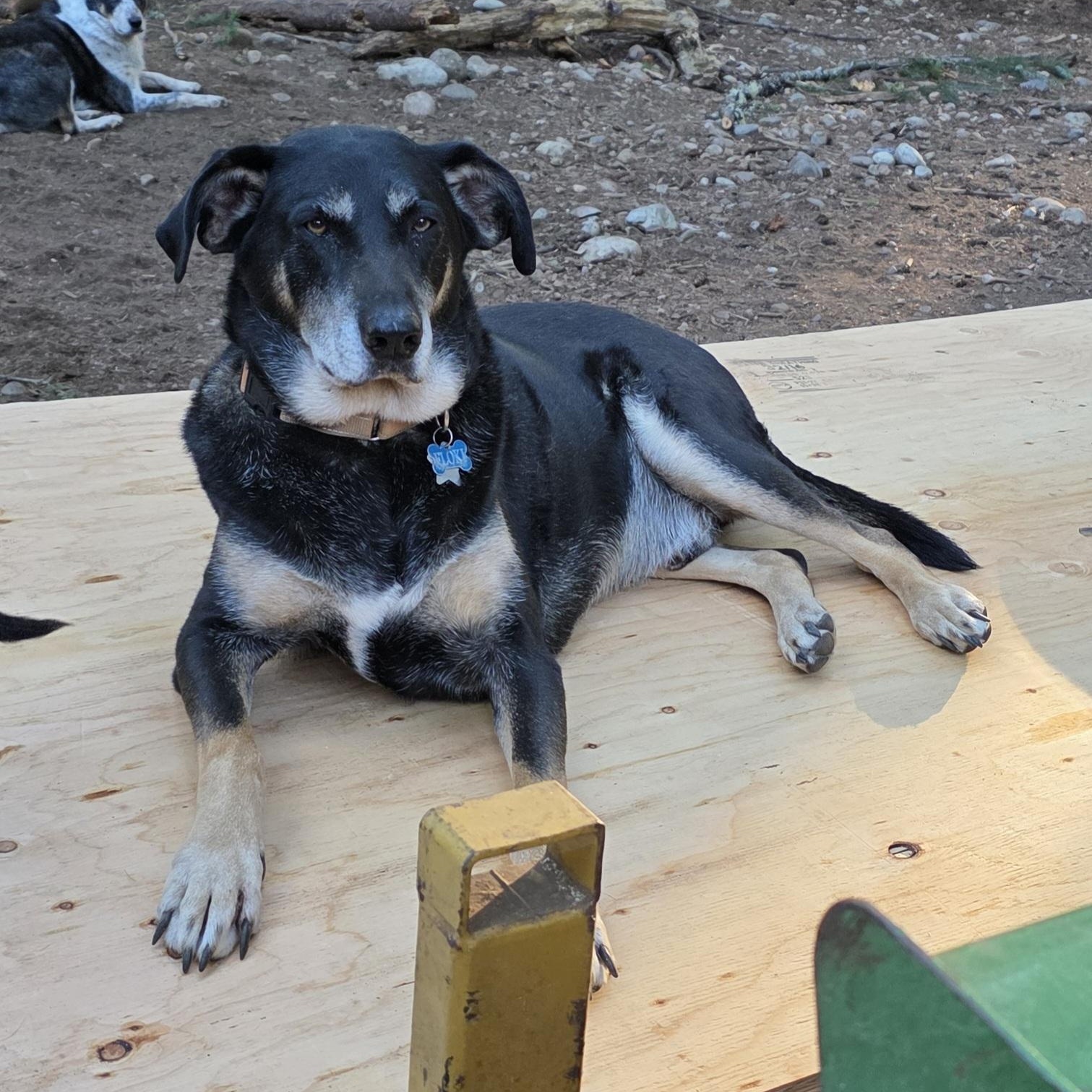 Enlarge Flokie, an adopted mixed breed in Vancouver, WA image 4/4
