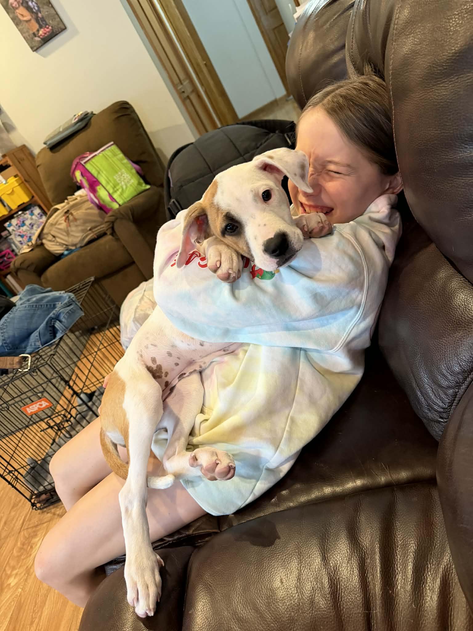 Mabel, Adopted, Young Female American Bulldog.