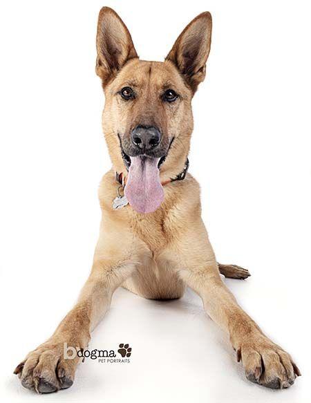 Dodger, Adoptable, Adult Male German Shepherd Dog.