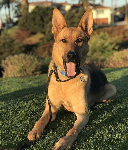 Enlarge Dodger, a Adoptable German Shepherd Dog in Irvine, CA image 2/6