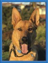 Enlarge Dodger, a Adoptable German Shepherd Dog in Irvine, CA image 3/6