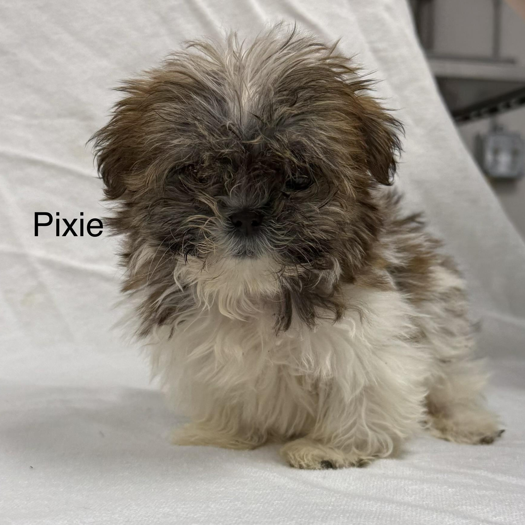 Enlarge PIXIE, a Adoptable Shih Tzu in Ashland, OH image 1/3