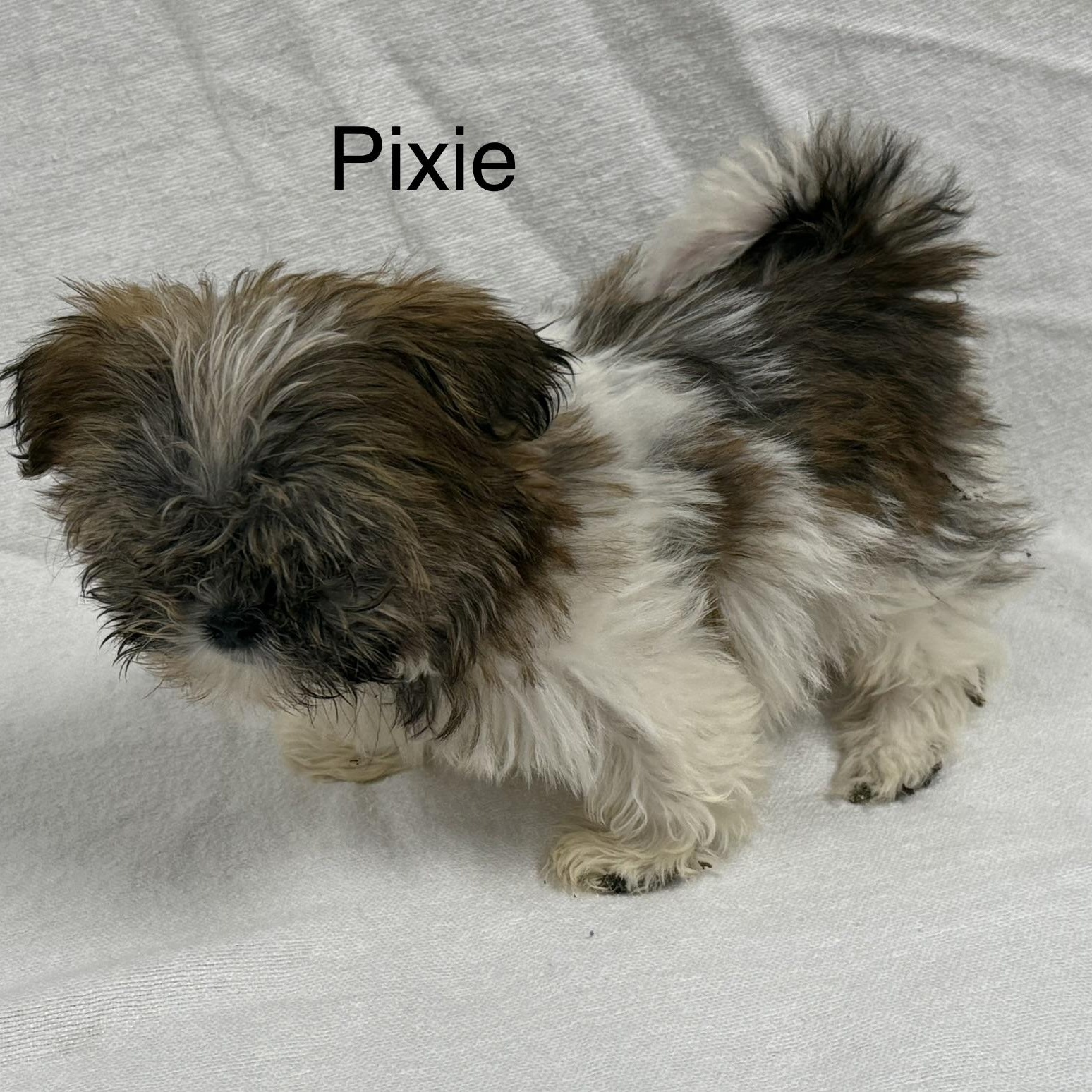 Enlarge PIXIE, a Adoptable Shih Tzu in Ashland, OH image 2/3