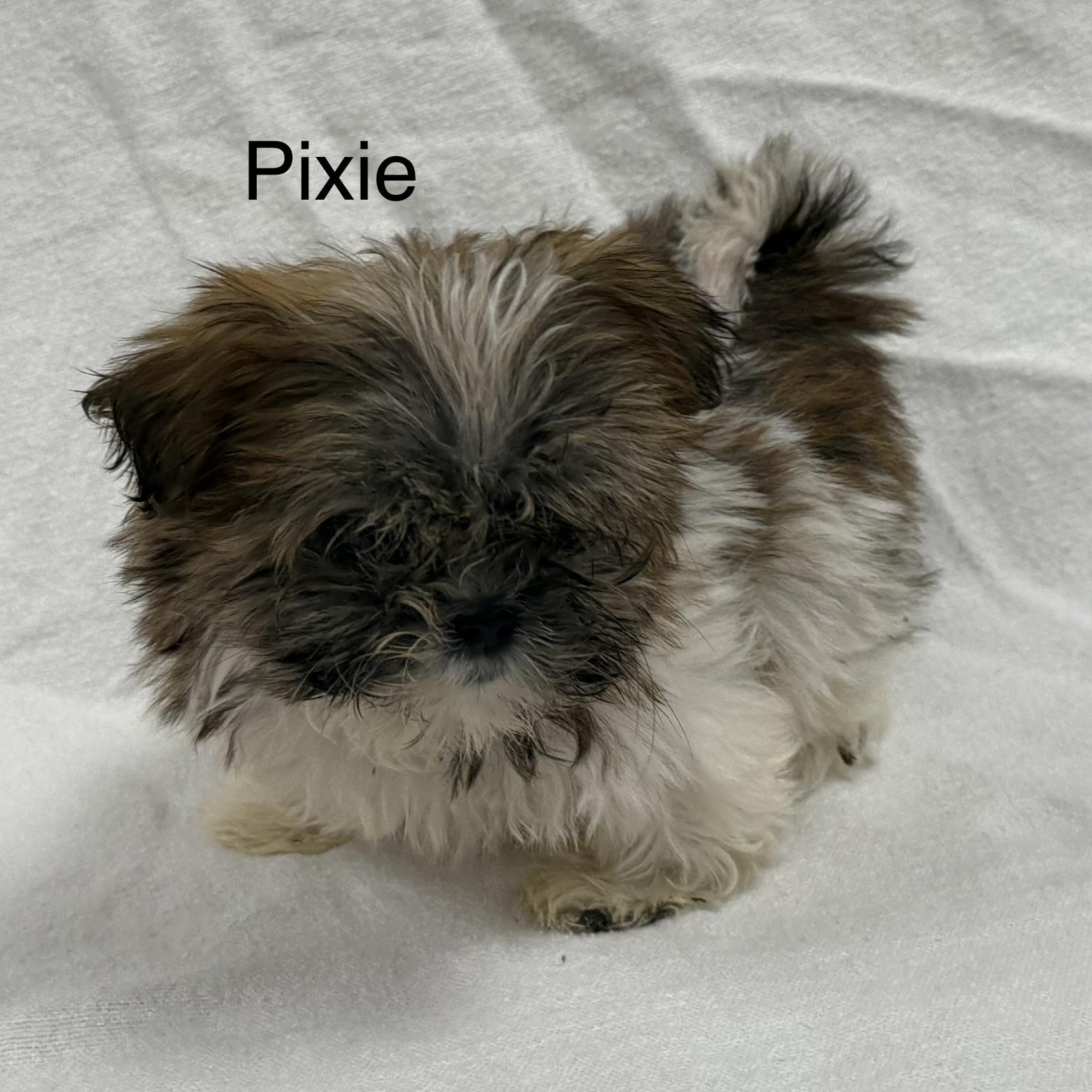 Enlarge PIXIE, a Adoptable Shih Tzu in Ashland, OH image 3/3