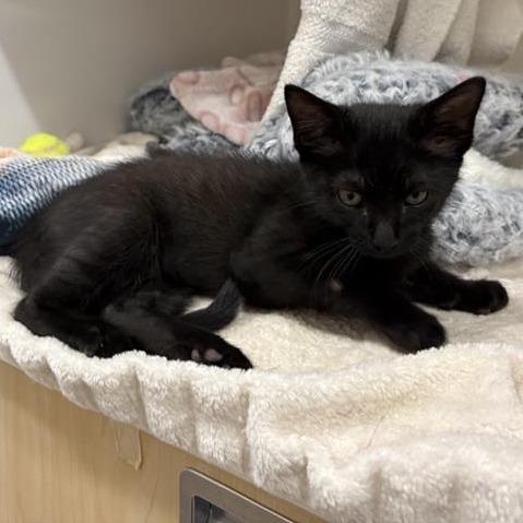 Bananas, Adoptable, Kitten Male Domestic Medium Hair.
