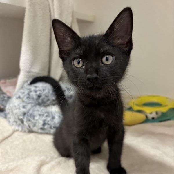 Enlarge Bananas, a Adoptable Domestic Medium Hair in Phoenix, AZ image 2/2