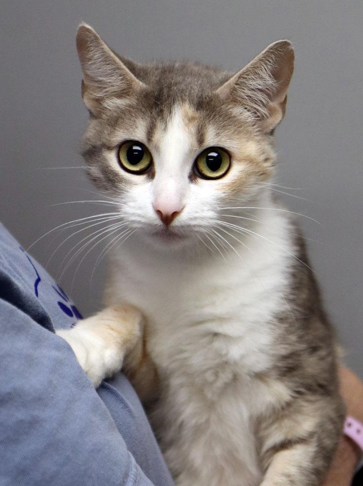 TIppy (AO34665)