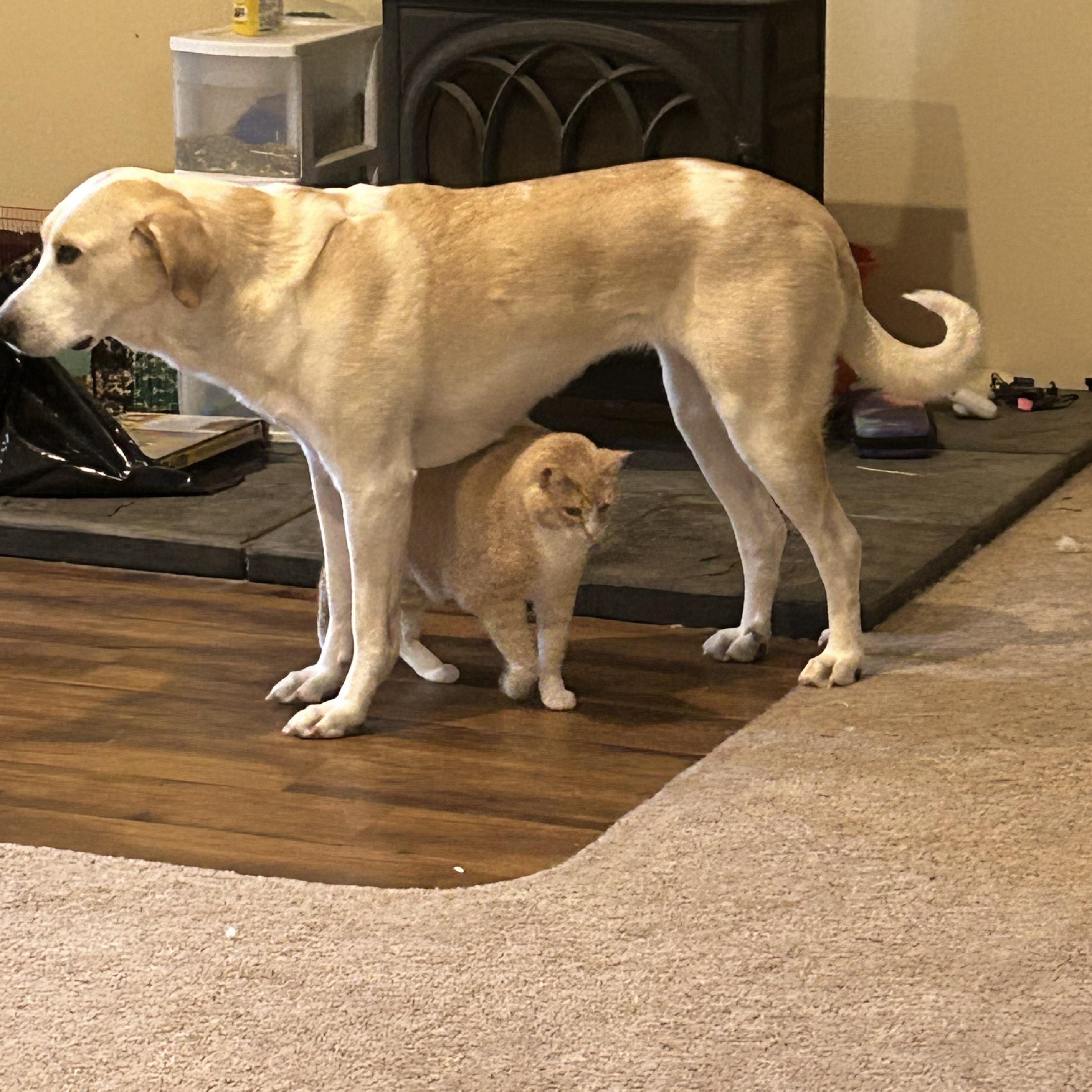 Enlarge **COURTESY LISTING** Minnie, a Adoptable mixed breed in Moscow, ID image 6/6