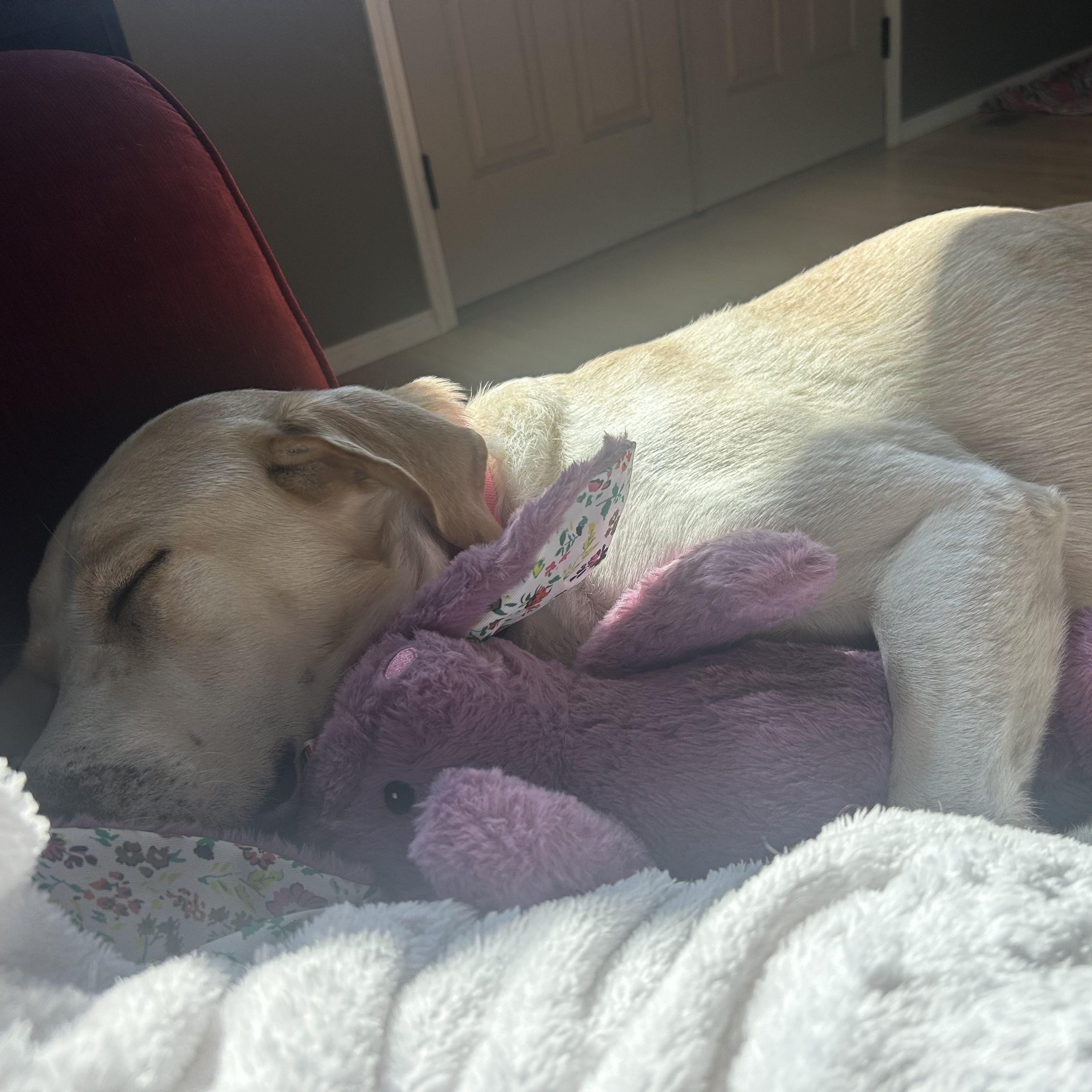 Enlarge **COURTESY LISTING** Minnie, a Adoptable mixed breed in Moscow, ID image 4/6