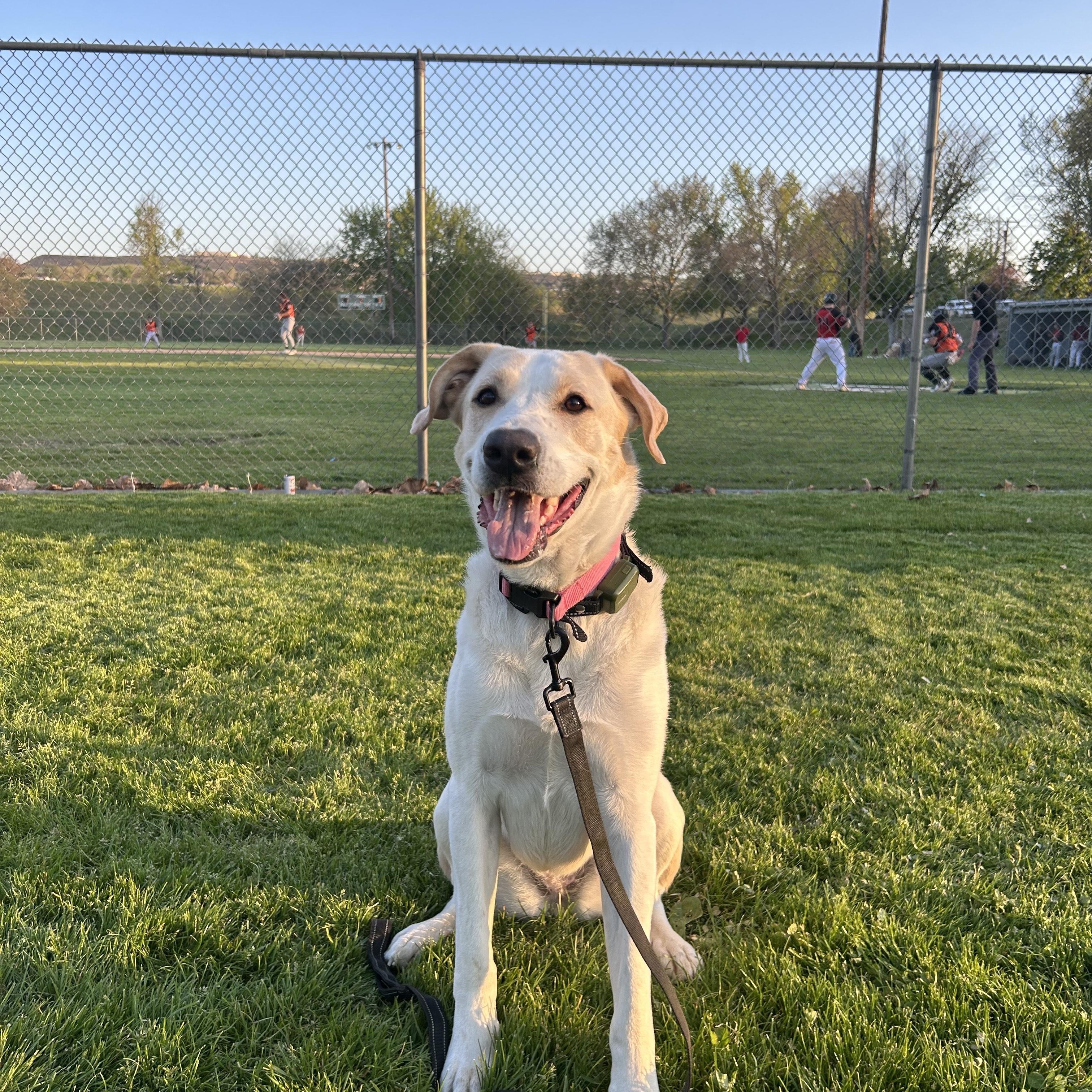 **COURTESY LISTING** Minnie, Adoptable, Adult Female Labrador Retriever.