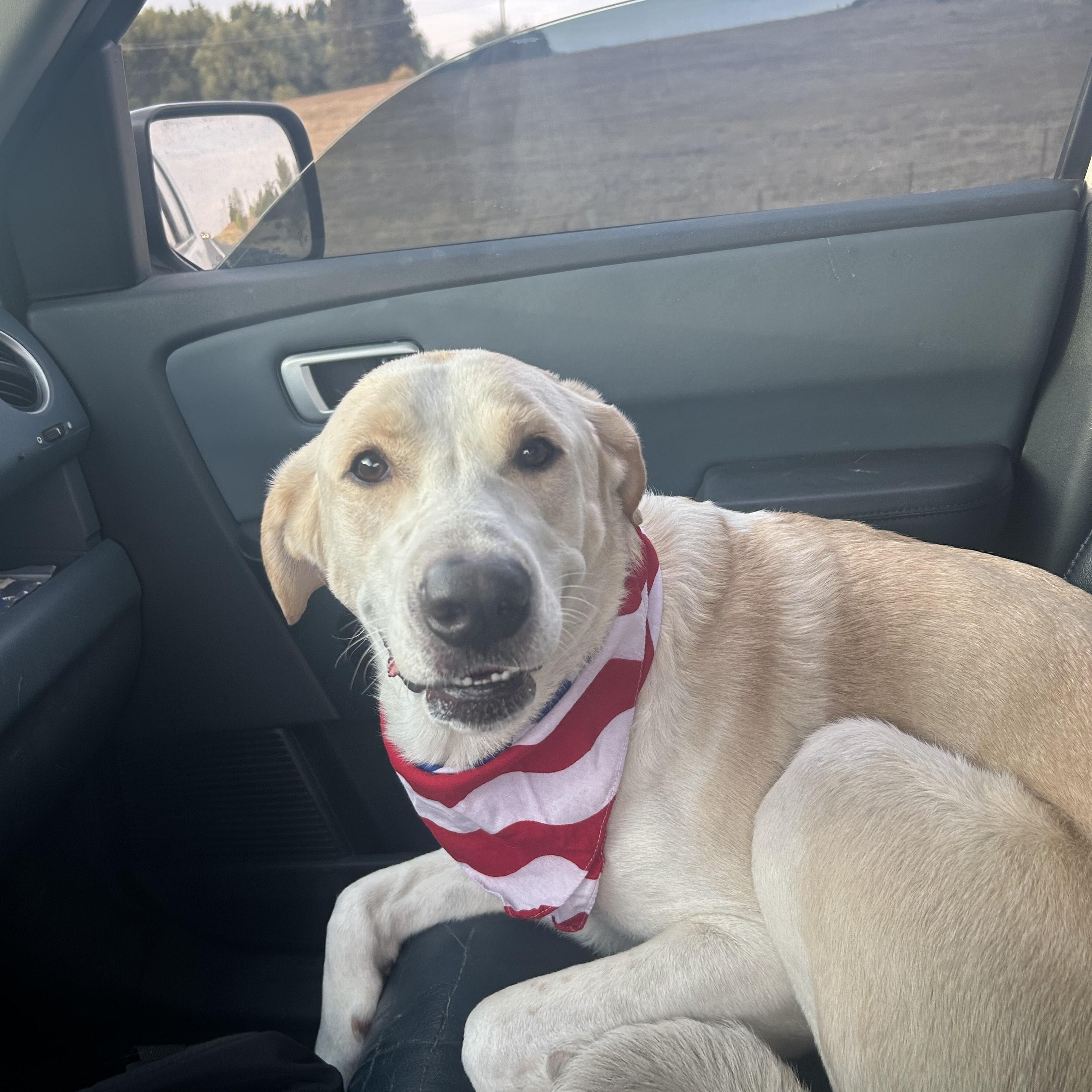 Enlarge **COURTESY LISTING** Minnie, a Adoptable mixed breed in Moscow, ID image 2/6